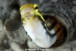 Who koncks on the door ? by Marcello Di Francesco 